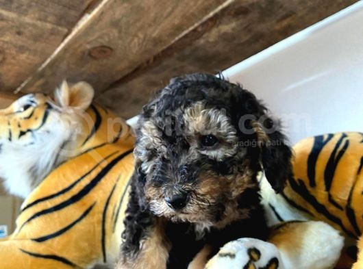 Poodle Özel Renk Irk Garanti̇li̇ görsel