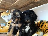 Poodle Özel Renk Irk Garanti̇li̇