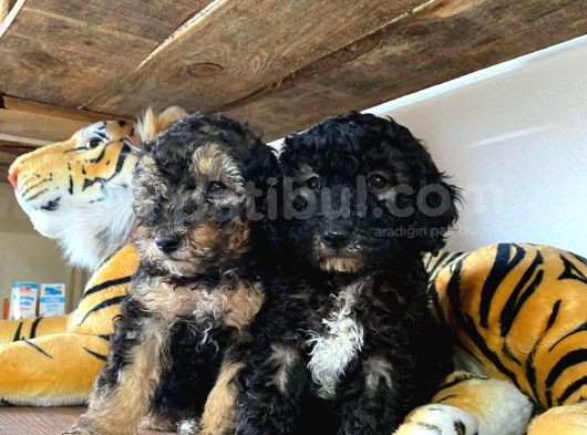 Poodle Özel Renk Irk Garanti̇li̇