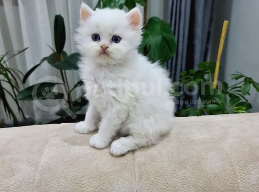 Show Kali̇te Bri̇ti̇sh Yavrular görsel