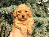Mükemmel Güzelli̇kteki̇ Red Toy Poodle Yavrumuz