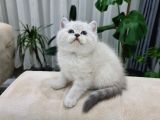 Show Kali̇te Bri̇ti̇sh Yavrular