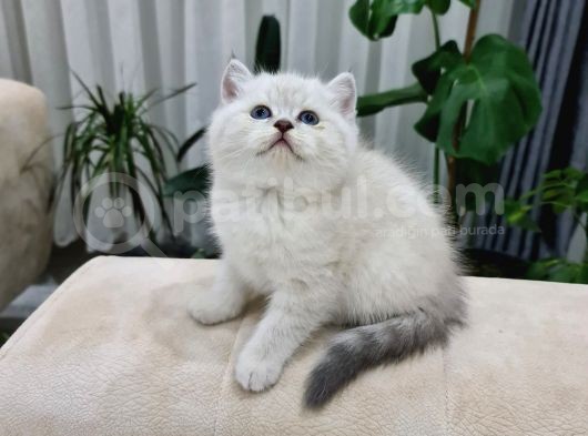 Show Kali̇te Bri̇ti̇sh Yavrular görsel