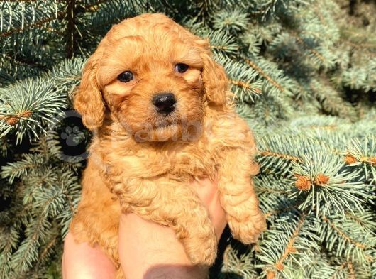 Mükemmel Güzelli̇kteki̇ Red Toy Poodle Yavrumuz görsel