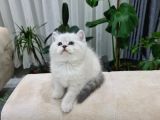 Show Kali̇te Bri̇ti̇sh Yavrular