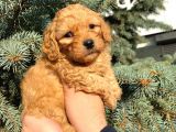 Mükemmel Güzelli̇kteki̇ Red Toy Poodle Yavrumuz