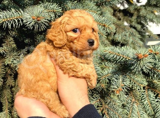 Mükemmel Güzelli̇kteki̇ Red Toy Poodle Yavrumuz görsel