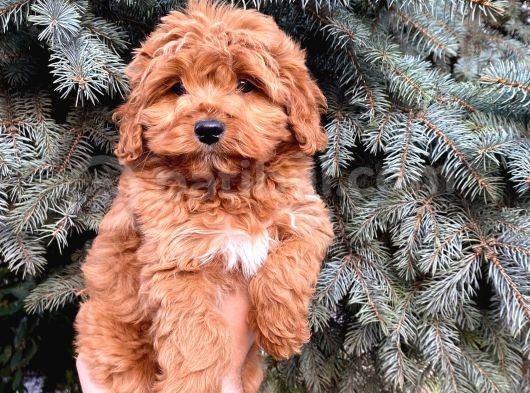 Kore Kani Show Kali̇te Red Toy Poodle Yavrumuz görsel
