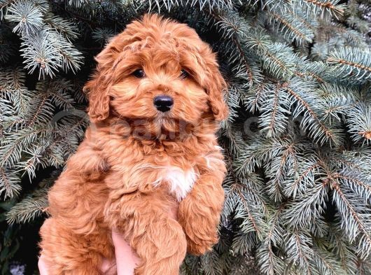 Kore Kani Show Kali̇te Red Toy Poodle Yavrumuz görsel