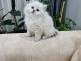 Show Kali̇te Bri̇ti̇sh Yavrular
