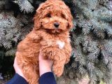 Kore Kani Show Kali̇te Red Toy Poodle Yavrumuz