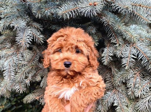 Kore Kani Show Kali̇te Red Toy Poodle Yavrumuz görsel