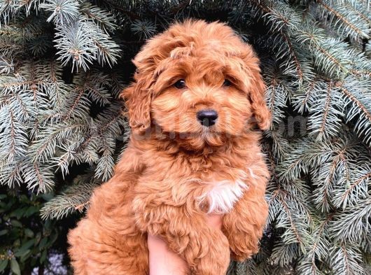 Kore Kani Show Kali̇te Red Toy Poodle Yavrumuz