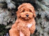 Kore Kani Show Kali̇te Red Toy Poodle Yavrumuz