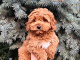 Kore Kani Show Kali̇te Red Toy Poodle Yavrumuz