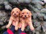 Show Kali̇te Üst Düzey Red Toy Poodle Yavrumuz