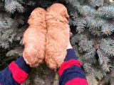 Show Kali̇te Üst Düzey Red Toy Poodle Yavrumuz