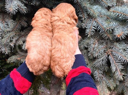Show Kali̇te Üst Düzey Red Toy Poodle Yavrumuz görsel