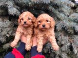 Show Kali̇te Üst Düzey Red Toy Poodle Yavrumuz