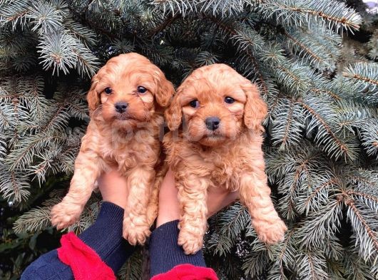 Show Kali̇te Üst Düzey Red Toy Poodle Yavrumuz görsel