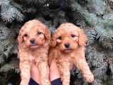 Show Kali̇te Üst Düzey Red Toy Poodle Yavrumuz