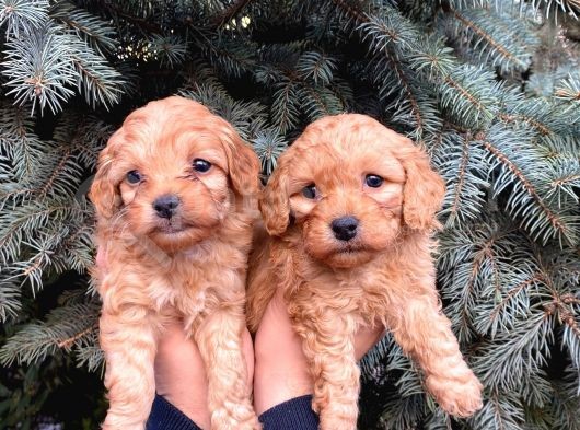 Show Kali̇te Üst Düzey Red Toy Poodle Yavrumuz görsel