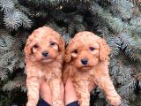 Show Kali̇te Üst Düzey Red Toy Poodle Yavrumuz