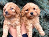 Show Kali̇te Üst Düzey Red Toy Poodle Yavrumuz