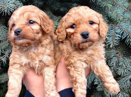 Show Kali̇te Üst Düzey Red Toy Poodle Yavrumuz görsel