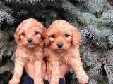 Show Kali̇te Üst Düzey Red Toy Poodle Yavrumuz