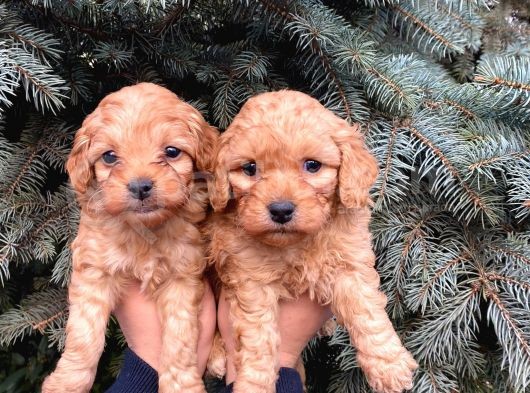 Show Kali̇te Üst Düzey Red Toy Poodle Yavrumuz görsel