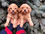 Show Kali̇te Üst Düzey Red Toy Poodle Yavrumuz