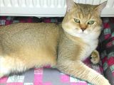 British Shorthair 2 Aylık Yavrular