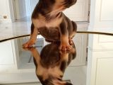 Dna Belgeli Yavrularımız French Bulldog