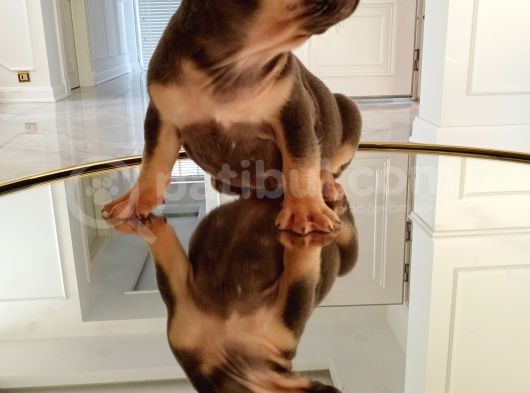 Dna Belgeli Yavrularımız French Bulldog görsel