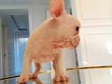 Dna Belgeli Yavrularımız French Bulldog