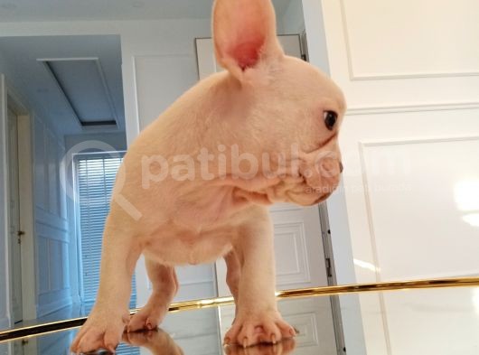 Dna Belgeli Yavrularımız French Bulldog