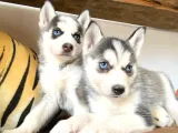 Husky Si̇bi̇rya Kurdu Bebekler