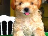 Evden Elden Teslim Dişi Maltipoo Yavrularımız