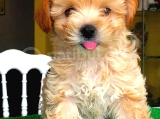 Evden Elden Teslim Dişi Maltipoo Yavrularımız görsel