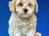 Evden Elden Teslim Dişi Maltipoo Yavrularımız