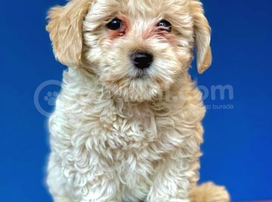 Evden Elden Teslim Dişi Maltipoo Yavrularımız görsel