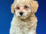 Evden Elden Teslim Dişi Maltipoo Yavrularımız