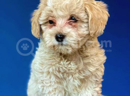 Evden Elden Teslim Dişi Maltipoo Yavrularımız