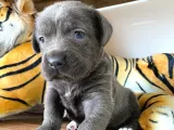 Cane Corso Blue Bebekler