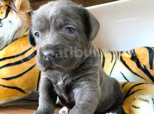 Cane Corso Blue Bebekler