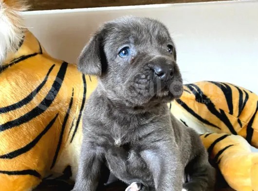 Cane Corso Blue Bebekler görsel