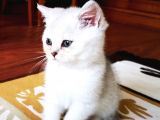 British Shorthair 2 Aylık Yavrular
