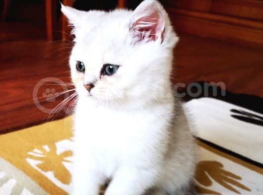 British Shorthair 2 Aylık Yavrular görsel