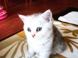 British Shorthair 2 Aylık Yavrular